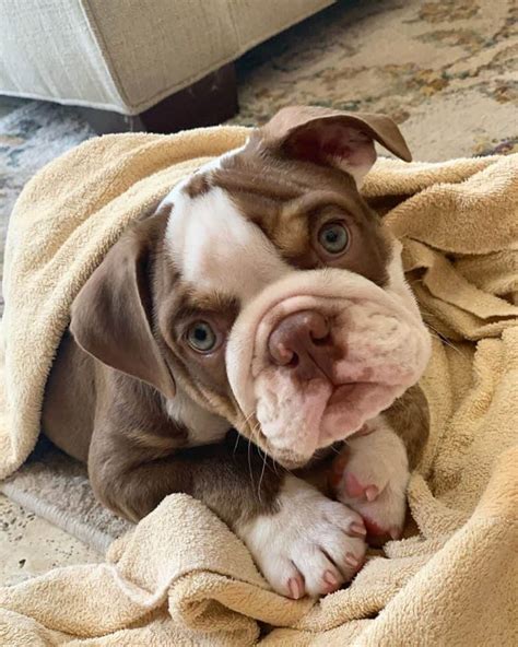 Rescue english bulldog - English Bulldog Rescue Network Houston, Houston, Texas. 25,270 likes · 7 talking about this. Save a Life Adopt a Bull The English Bulldog Rescue Network We are 501c3 Org. We are a group of Dedicated...